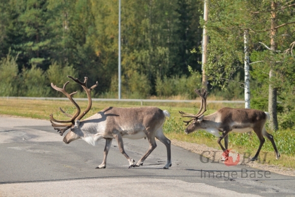 Reindeers