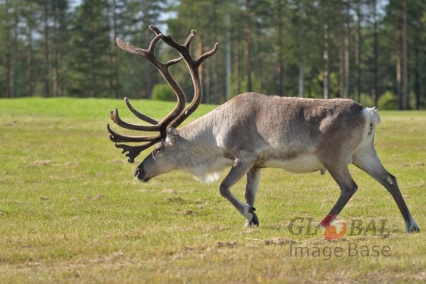 Reindeers