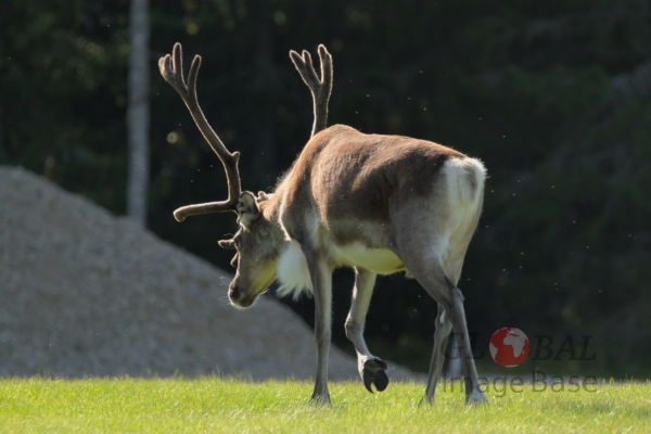 Reindeers