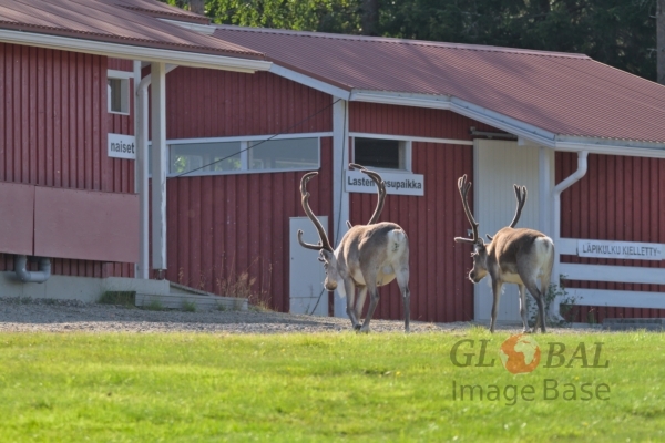 Reindeers