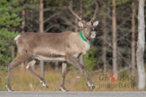 Reindeers