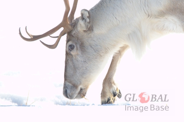 Reindeers of Lapland